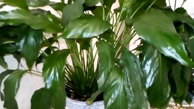 Спатифиллум -  Женское счастье. Как ухаживать, чтобы цвёл.