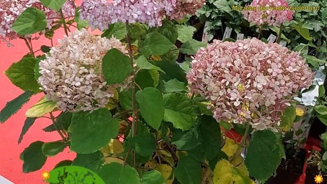 Гортензия древовидная. Краткий обзор, описание характеристик Hydrangea Arborescens Pink Annabelle I