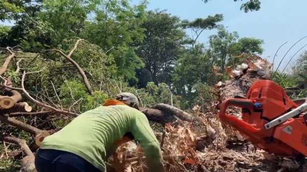 Felling old trembesi tree, Husqvarna 395xp chainsaw.