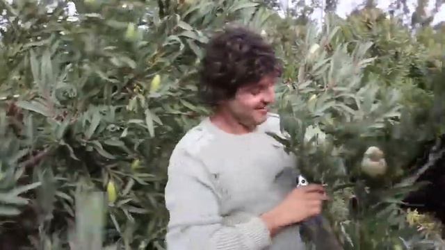 Protea Pilfering for Prue смотреть онлайн