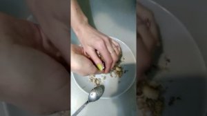 Быстрый способ приготовить корм для кошек!!!