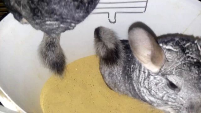ШИНШИЛЛЫ КУВЫРКАЮТСЯ В ПЕСКЕ купание В ПЕСКЕ | Хомячуля: Secret Life Hamster - Pets смотреть онлайн