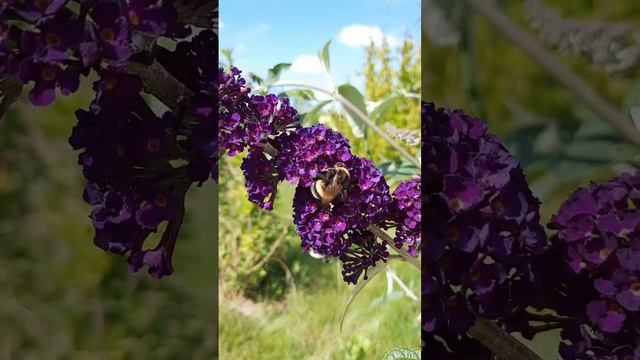 Цветение будлеи BLACK KNIGHT. 28.07.2023 смотреть онлайн