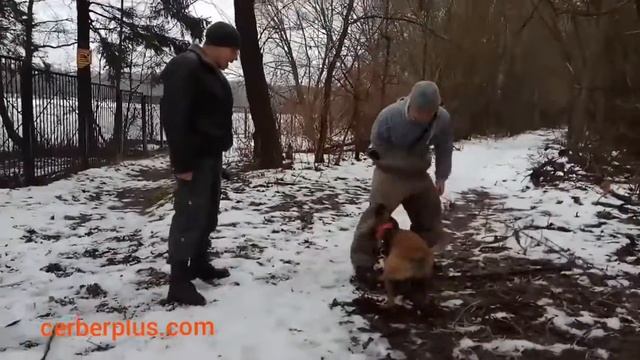 Тренировка прикладная защита. Пуск собаки из "холодного" состояния,без предварительного возбуждения смотреть онлайн
