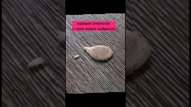 Так сеять нельзя! #семенатыквы #проращиваниесемян смотреть онлайн