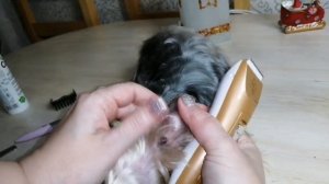 Как подстричь йорка/стрижка "шиншилла" /стрижем дома