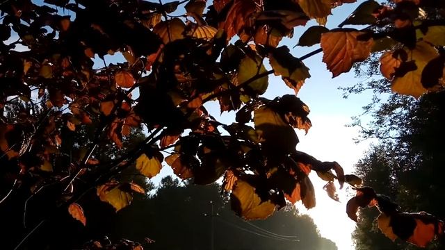 VID 20220612 053854 Золотит моя страстная осень...1902 (А. Блок)...Павел Васильев Лахтинский смотреть онлайн