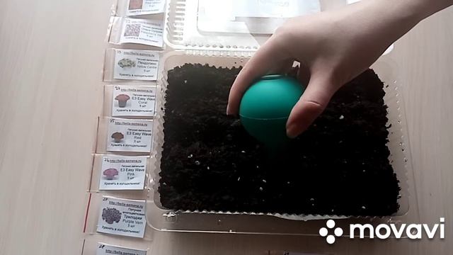 Посев Петунии 2022 смотреть онлайн