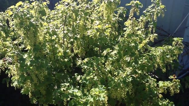 Как вырастить смородину !!! смотреть онлайн