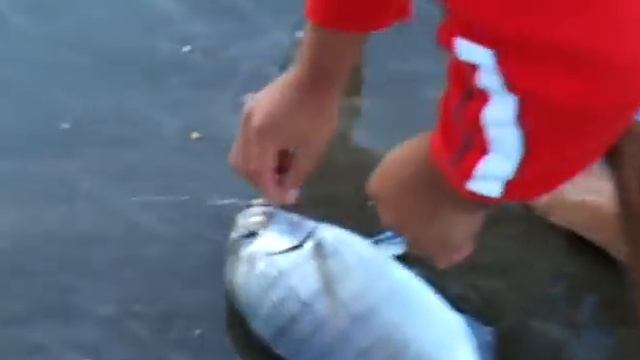 Sargo gigante a surfcasting de mi amigo cabrera. http://jutsufadel.wordpress.com/ смотреть онлайн