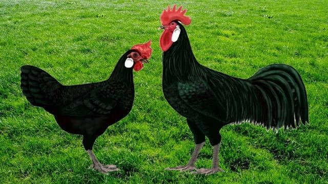 Minorca Chicken - Information смотреть онлайн