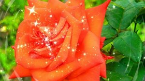 Футаж. Цветочный фон 85