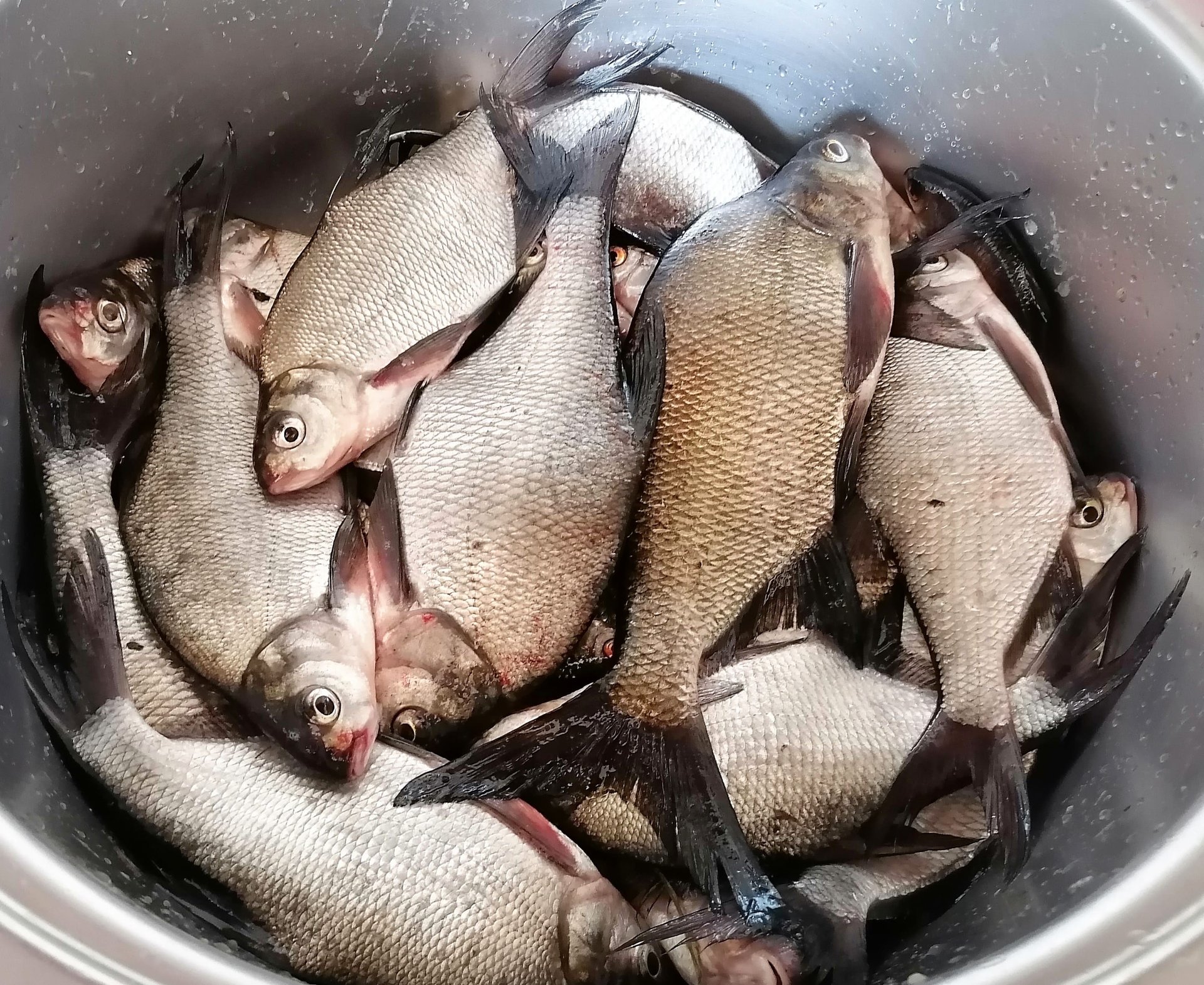 Ловля леща. Еле поднял садок с уловом #shorts смотреть онлайн