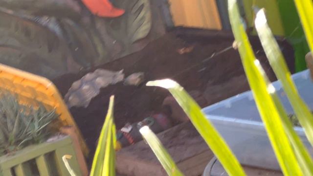 ShyGurl Laying Eggs on Christmas Day?! смотреть онлайн