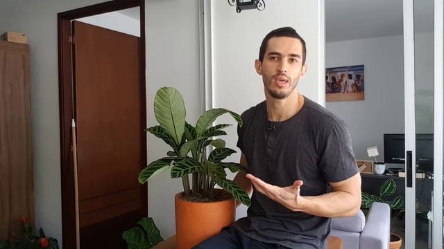 How to Care for a Calathea Zebrina смотреть онлайн