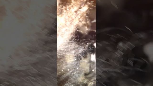 Самый огромный кот...он такой лапа смотреть онлайн