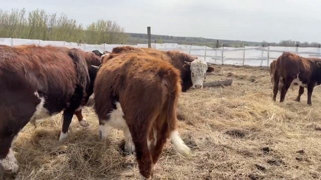 Быки герефорды ангусы после зимовки смотреть онлайн