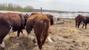 Быки герефорды ангусы после зимовки