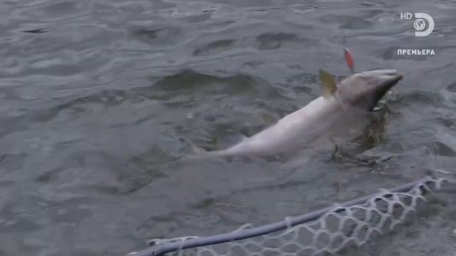Как ловят спиннингом на блесну горбушу (Oncorhynchus gorbuscha) на реке Юкон в штате Аляска ? смотреть онлайн