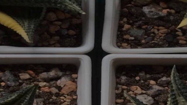 Cactus & Succulent Spotlight - Haworthia Limifolia Variegata