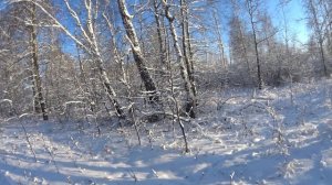 Коллективная охота на сибирскую косулю в Курганской области. Вытаскиваем уаз снегоходом Polaris.