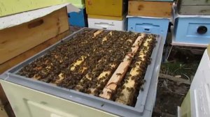 расширение гнезд пчел в апреле - как узнать, что пришла пора расширять пчел