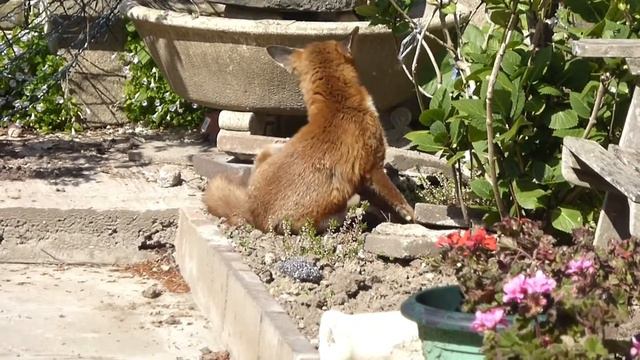 Young fox grooming in garden. смотреть онлайн