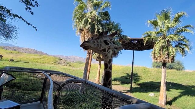 THE LIVING DESERT ZOO And GARDENS | PALM DESERT | PALM SPRING | Eves California смотреть онлайн