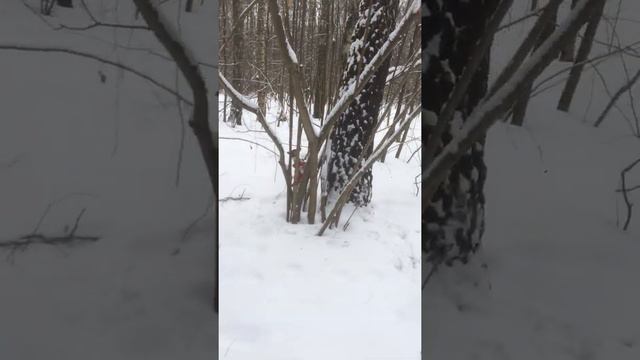 Мэгги нашла белок в лесу смотреть онлайн