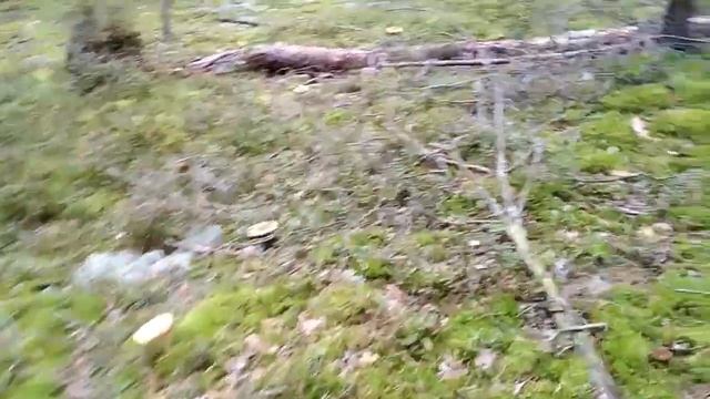 Изобилие курочек в лесу, за Порозовам. смотреть онлайн