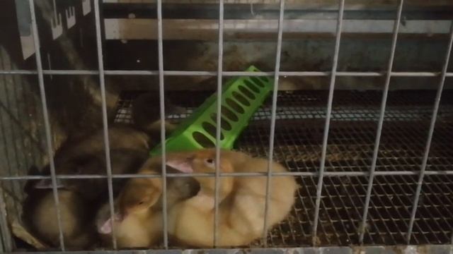 Сухой утятник. смотреть онлайн