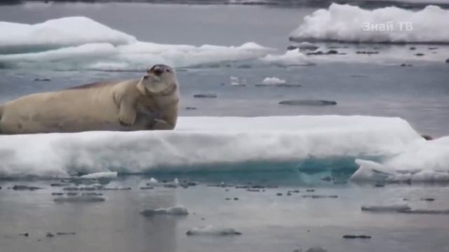 День 4. Тема 2. Типы взаимоотношений между организмами смотреть онлайн