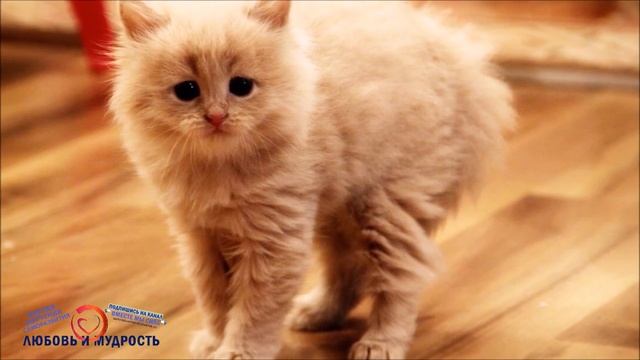 Как избавиться от аллергии на кошек, собак и других домашних животных смотреть онлайн