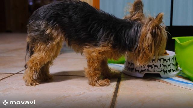 Wikipedia Yorkshire Terrier смотреть онлайн