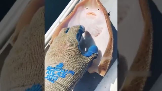 Как щекотят ската смотреть онлайн