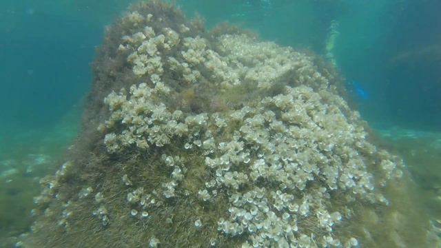 Нырялка в чёрном море Гурзуф смотреть онлайн