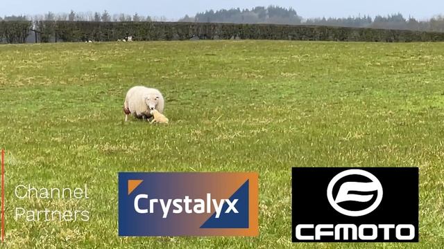 A BRUTAL DAY OF LAMBING IN THE RAIN | Day 5 of Lambing 2022 смотреть онлайн