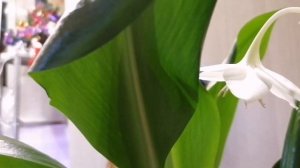 Как ухаживать   за эухарисом. Красивый цветок.