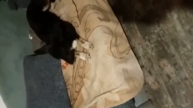 Не хочу на коврик! Это теперь мой диван, ну пожаааа-луйста)) смотреть онлайн