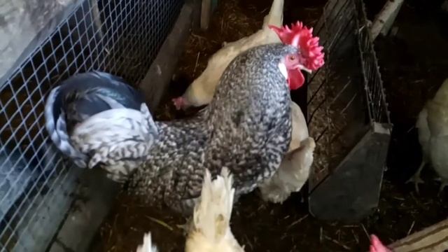 Сенник для коз своими руками. смотреть онлайн