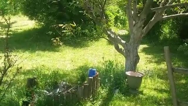Сойка нападает на кошку Мы на даче смотреть онлайн