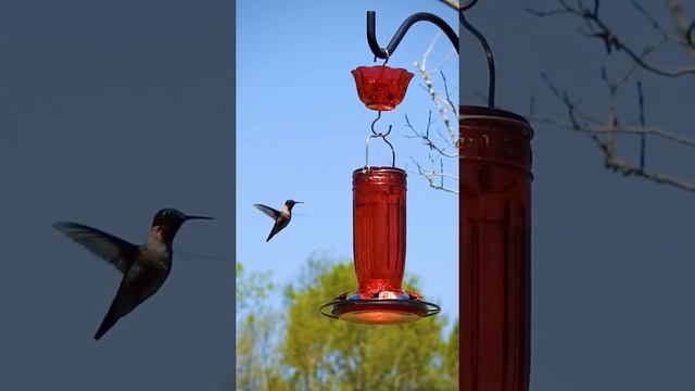 Kingsyard Hummingbird Feeder, Birds Singing, Bird Video, Relaxing Sound, Hummingbird