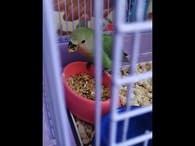 неразлучник выкормыш переходит на зерносмесь, хозяйка тайком засняла как ест смотреть онлайн