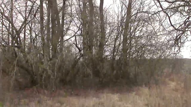 Что творит и чем полезен БОЛЬШОЙ ДУБ! Магия большого дерева на участке! смотреть онлайн