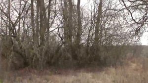 Что творит и чем полезен БОЛЬШОЙ ДУБ! Магия большого дерева на участке!