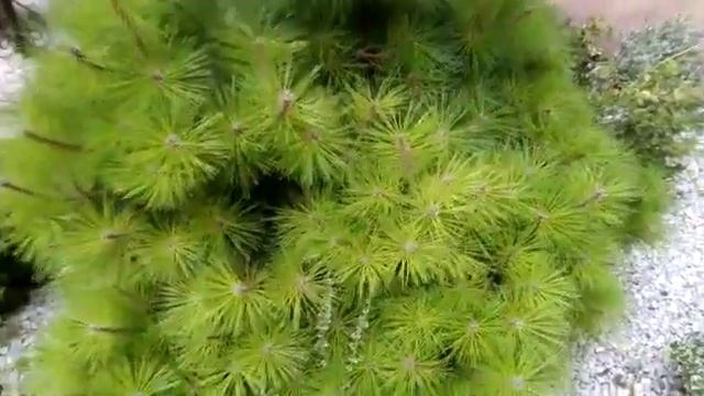 Сосна горная.Деревья Абхазии. смотреть онлайн