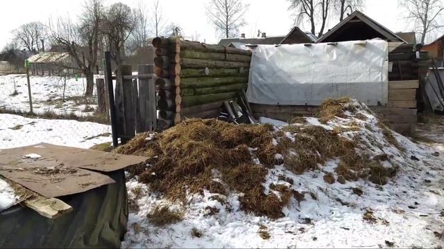 Косуля неожиданно привела... а енотовидная собака дала.... смотреть онлайн