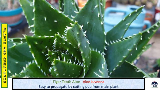 Tiger Tooth Aloe  - Aloe Juvenna
