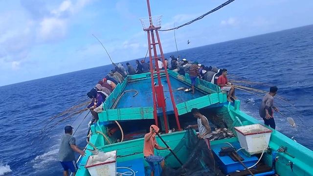 Feeding Frenzy! Skipjack Tuna Fishing (Pole And Line) - Bitung, North Sulawesi, Indonesia