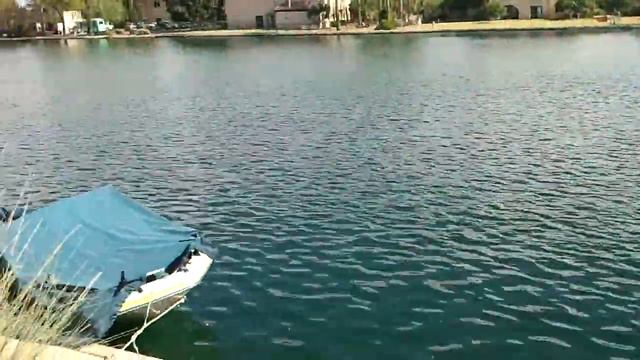 My beautiful pekingese by the lake!!! смотреть онлайн